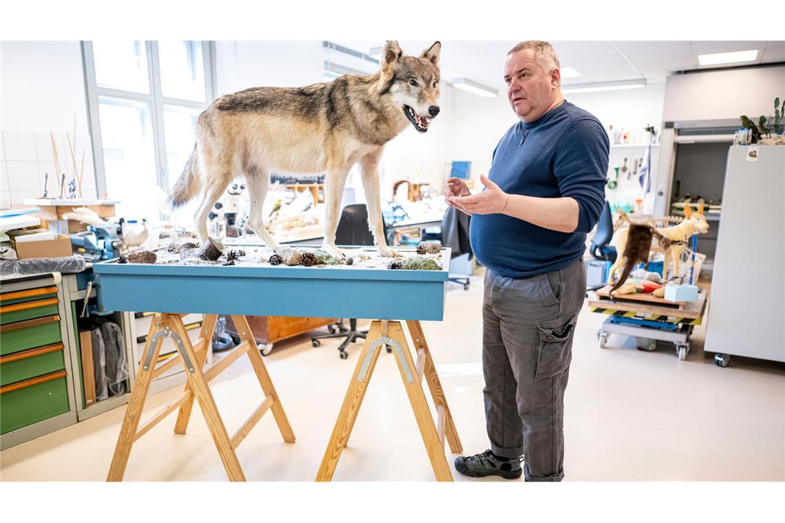 Etwa eine Woche braucht Christian Blumenstein im Naturkundemuseum in Potsdam für die Präparation eines toten Wolfs.