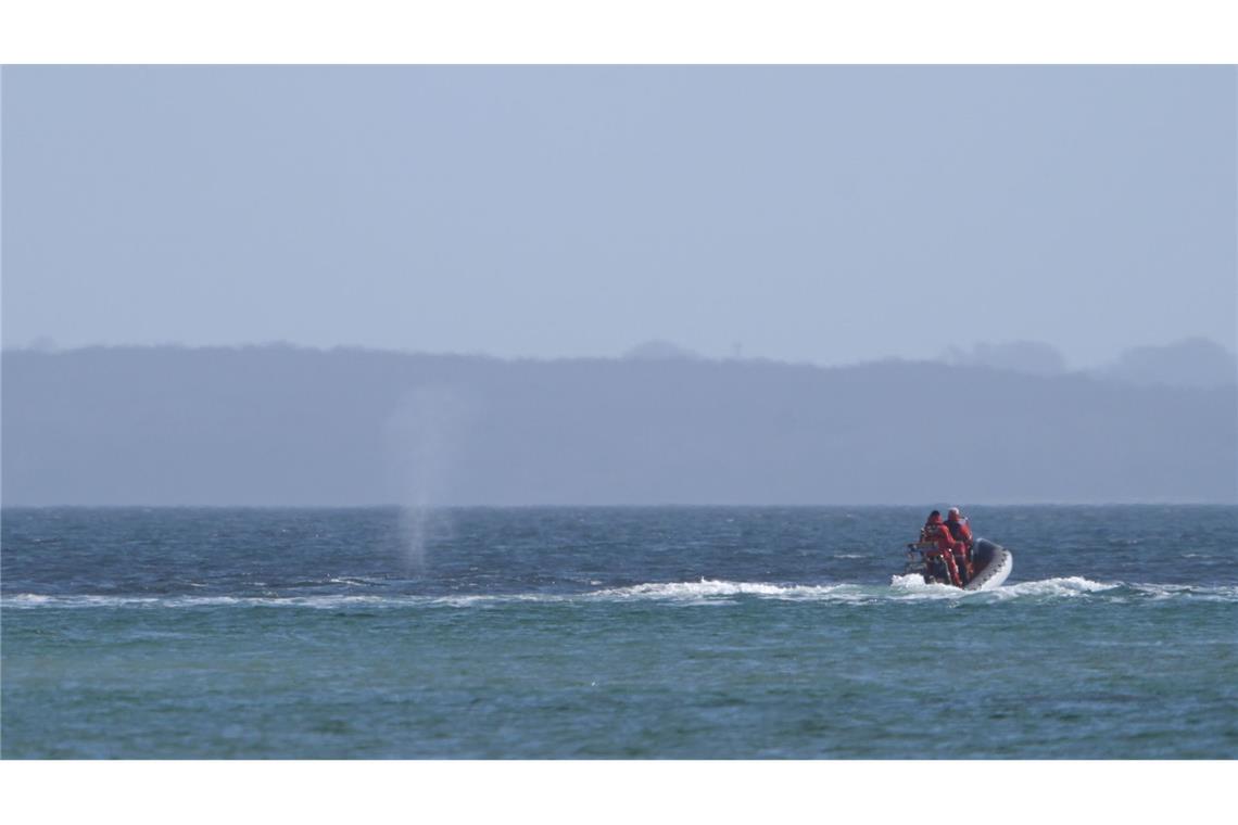 Experten beobachten den Wal von einem Schlauchboot aus.
