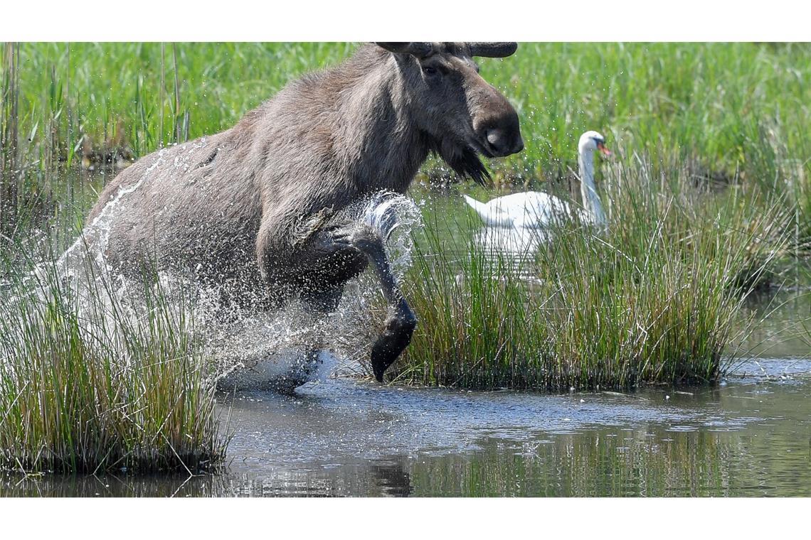 Experten glauben, dass sich die Tiere künftig wieder dauerhaft in Deutschland ansiedeln könnten. (Symbolbild)