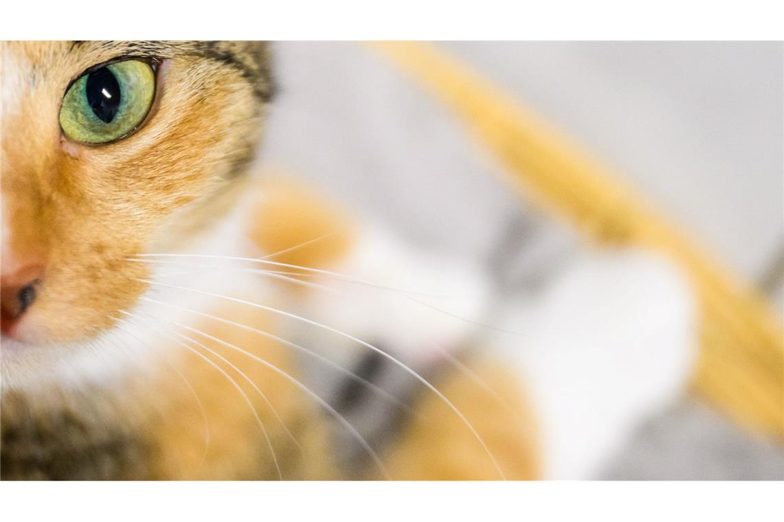 Wie Tiere für fingierte Rettungen in Gefahr gebracht werden Fake-Rettungen von Tieren im Video sind gefragt auf Social Media - dafür werden viele Tiere gequält. (Symbolbild)