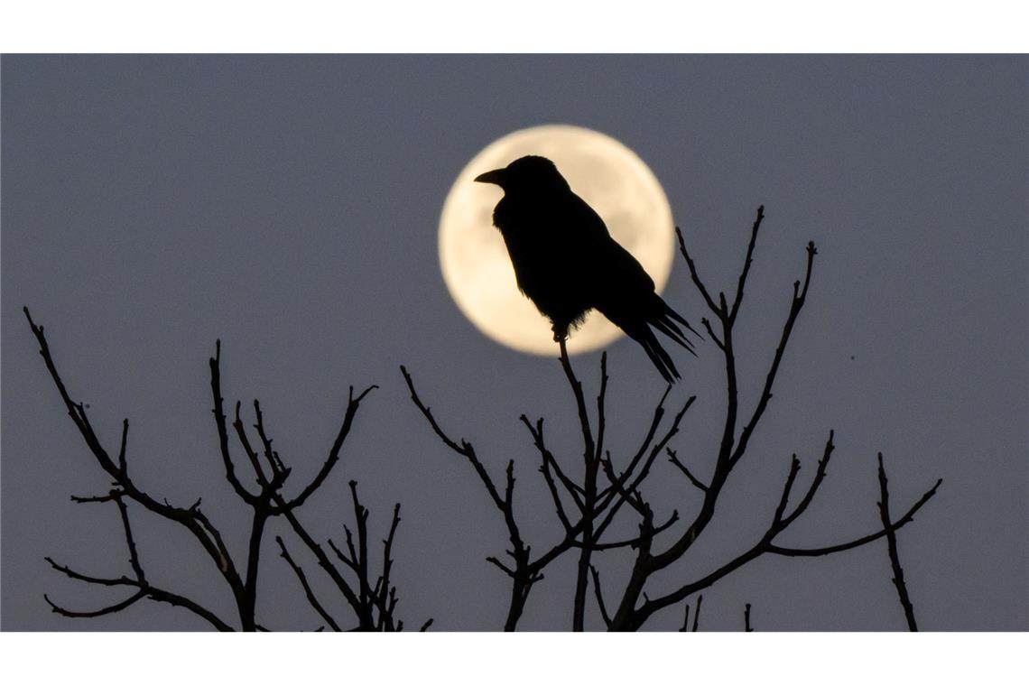 Faktoren wie Licht, die Tagesstruktur, psychische Verfassung sowie die Umgebung haben einen großen Einfluss auf unseren Schlaf, sagt Chronobiologe Spitschan. (Archivbild)