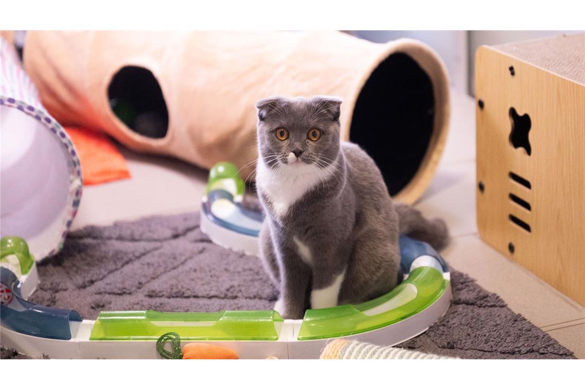 Kranke Modekatzen - Der Preis der Niedlichkeit Faltohrkatzen haben oft schwere Gelenkentzündungen.
