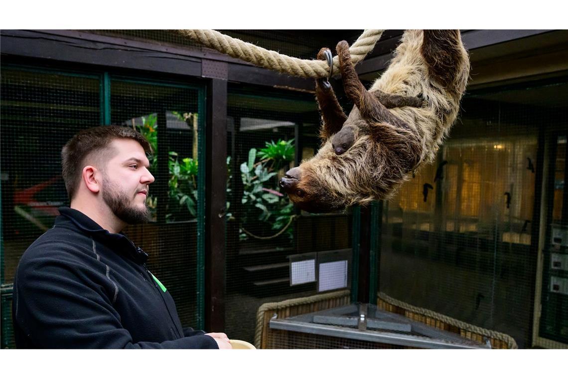 Faultieren sieht man nicht unbedingt an, dass sie schwanger sind.