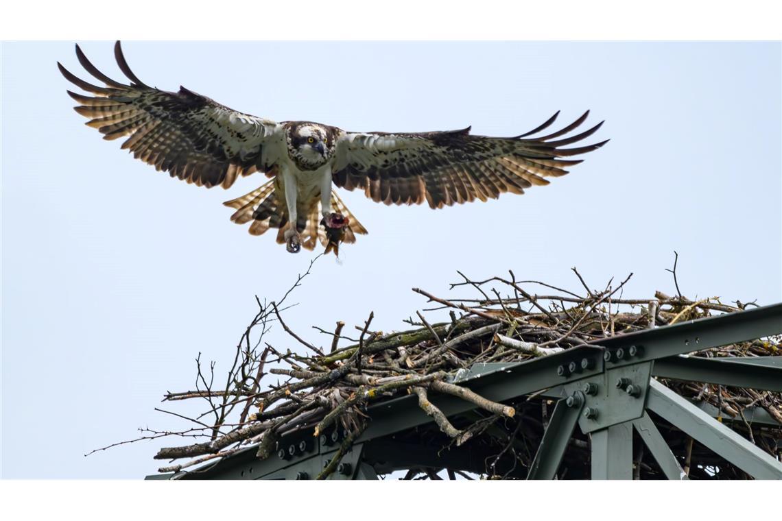 Bilder des Tages Fischadler im Anflug in Brandenburg.