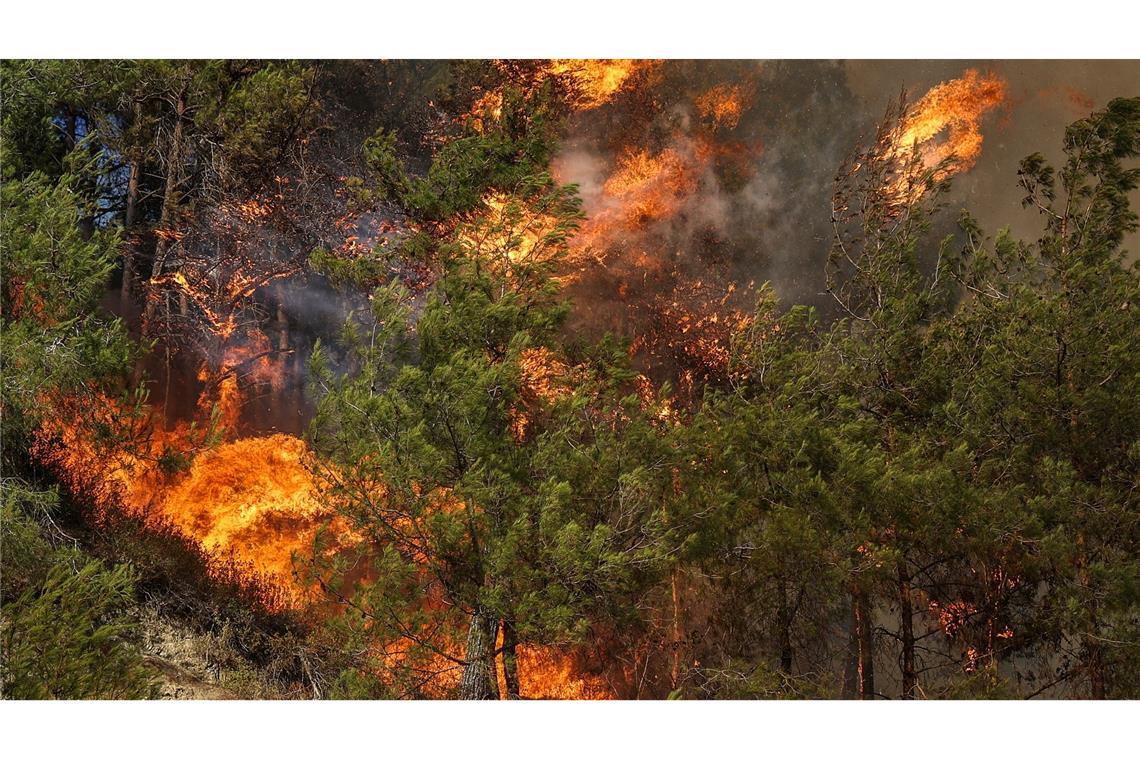 Bilder des Tages Flammen verschlingen Bäume während eines Waldbrandes in der Stadt Rabia in der syrischen Provinz Latakia.