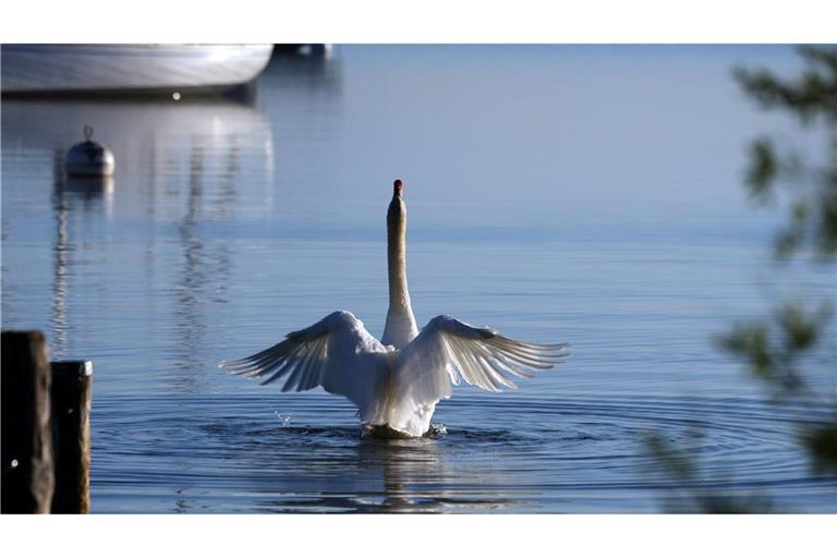 Flügelschlag in einen herrlichen Tag - ein Schwan im Ammersee.