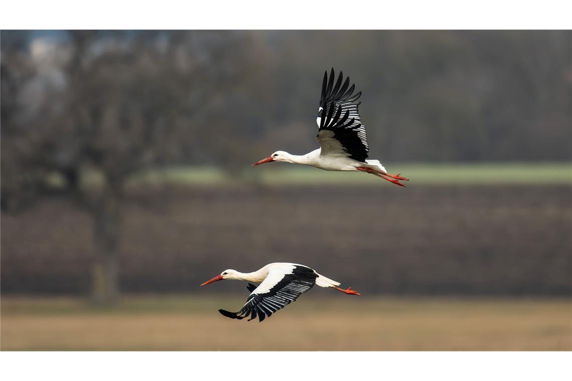 Bilder des Tages Flug in den Frühling.