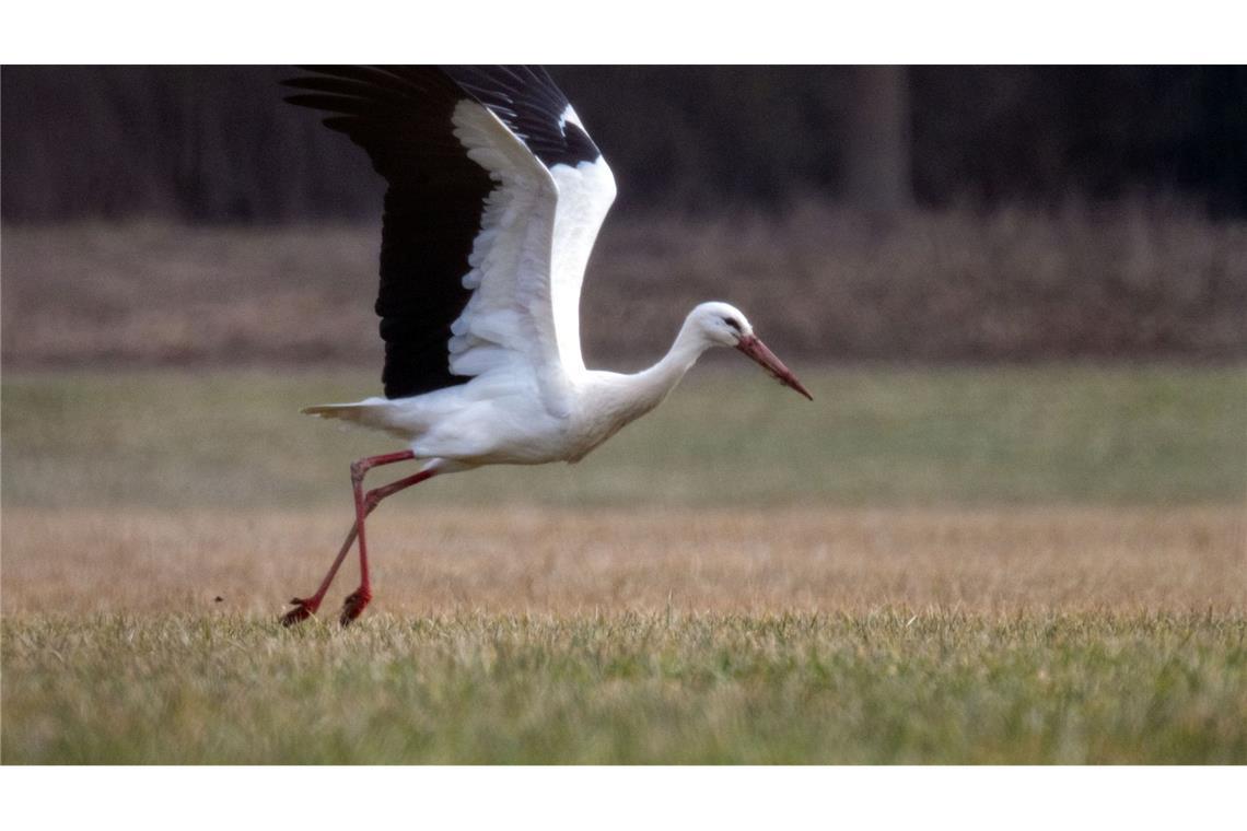 Flugbereitschaft: Ein Storch hebt von einer Wiese in Bayern ab.