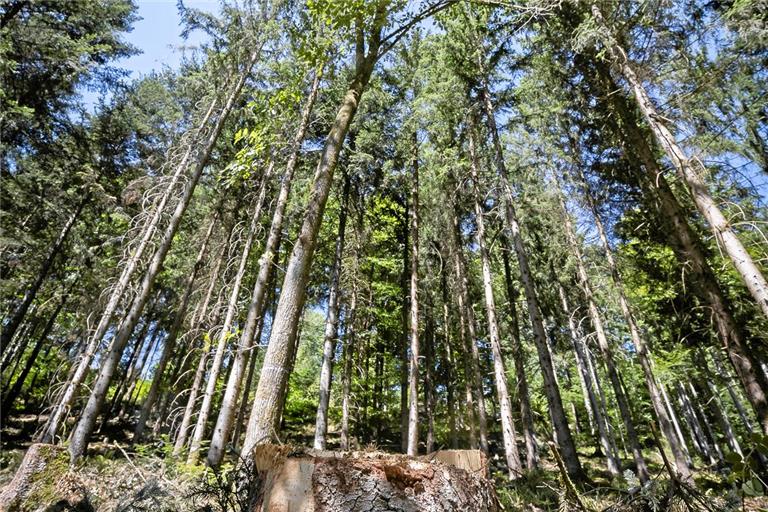 Förster Paul Häberlein hat im Juli das Revier Nord übernommen. Sein erstes Projekt war eine Durchforstung des Waldgebiets Fehlbach. Die Besonderheit: Die Steigung auf den Flächen betrug teils 70 oder 80 Prozent. Foto: Alexander Becher