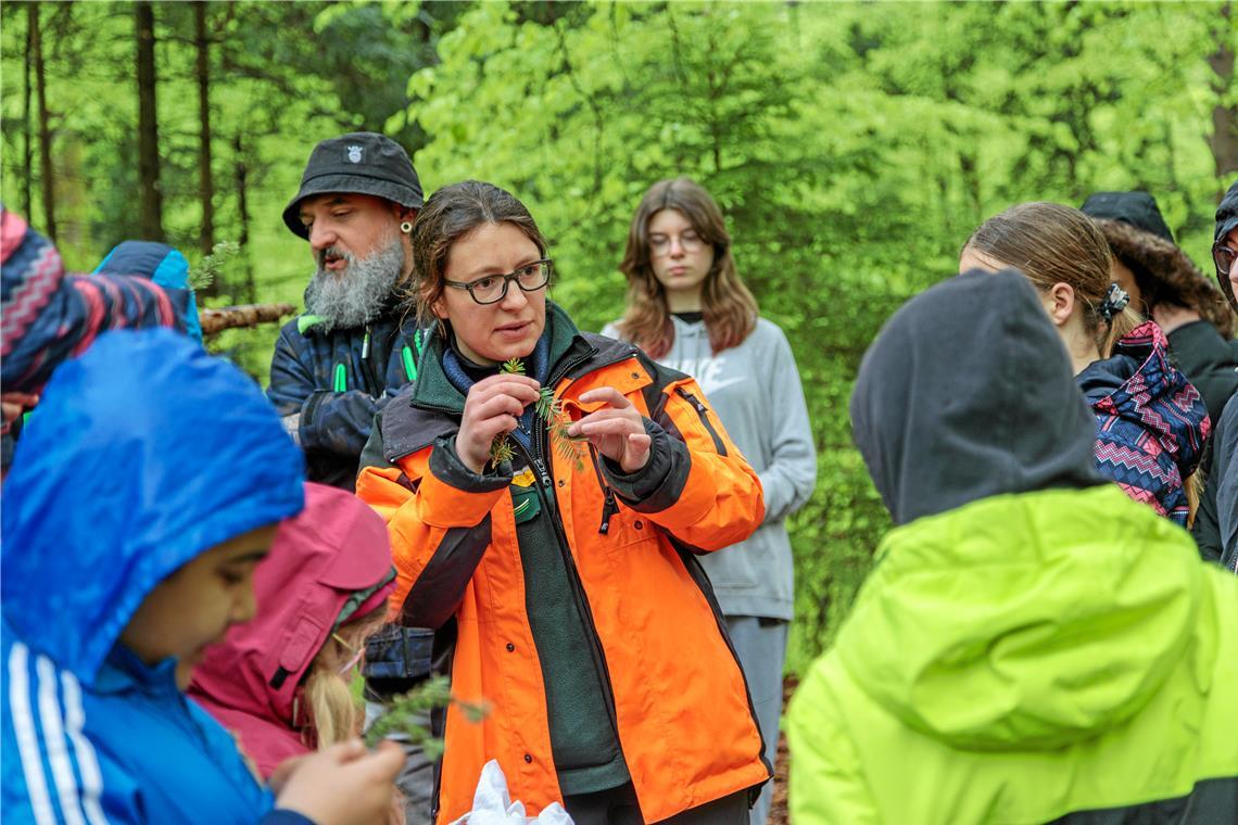 Zeit für intensive Waldentdeckung