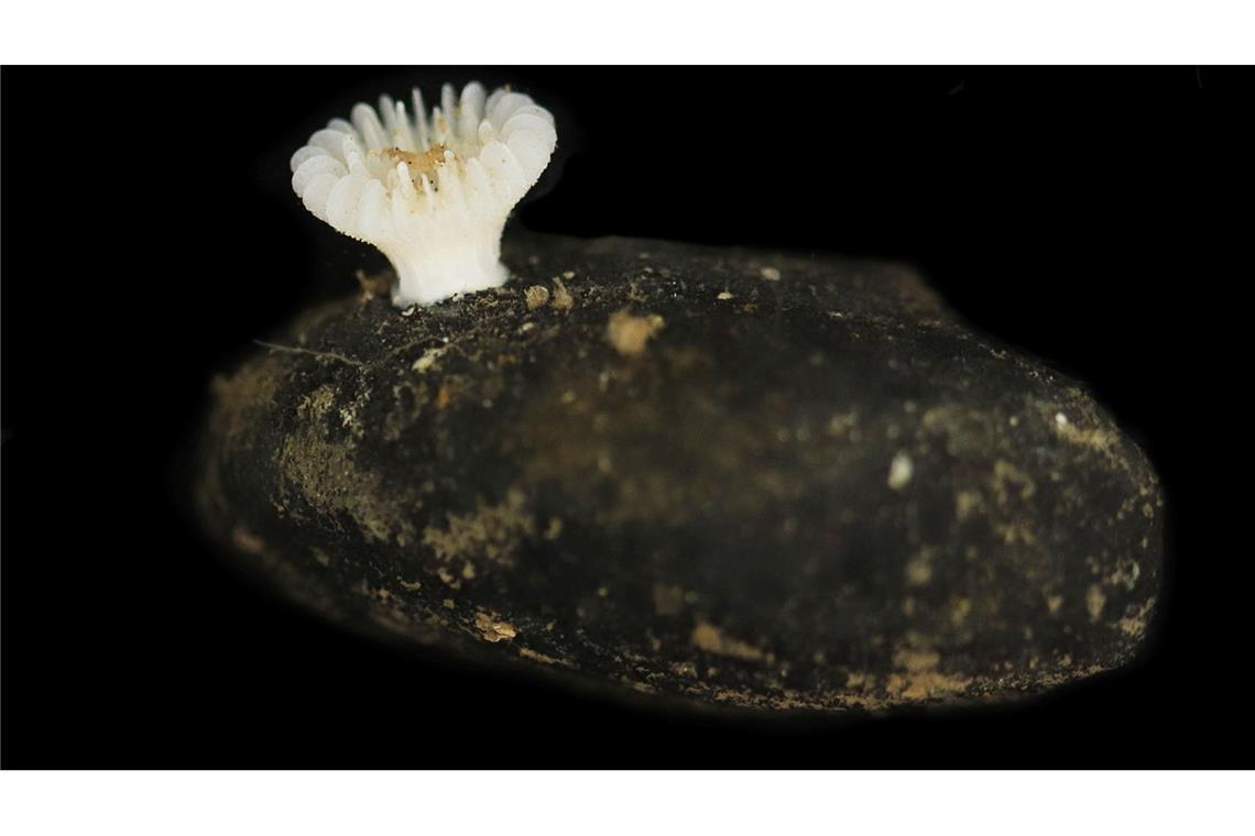 Forscher haben die bislang unbekannte Korallenart in der Tiefsee entdeckt.