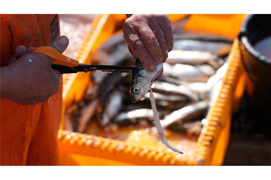 Schleppnetz-Fischerei verursacht womöglich Milliardenschäden Forscher warnen vor Kosten der Schleppnetz-Fischerei (Archivbild).