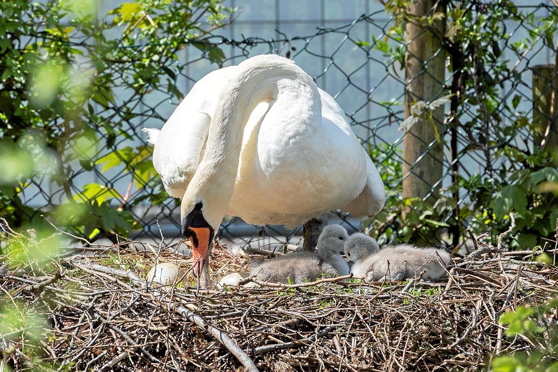 Kameras für die Schwäne Foto: J. Fiedler