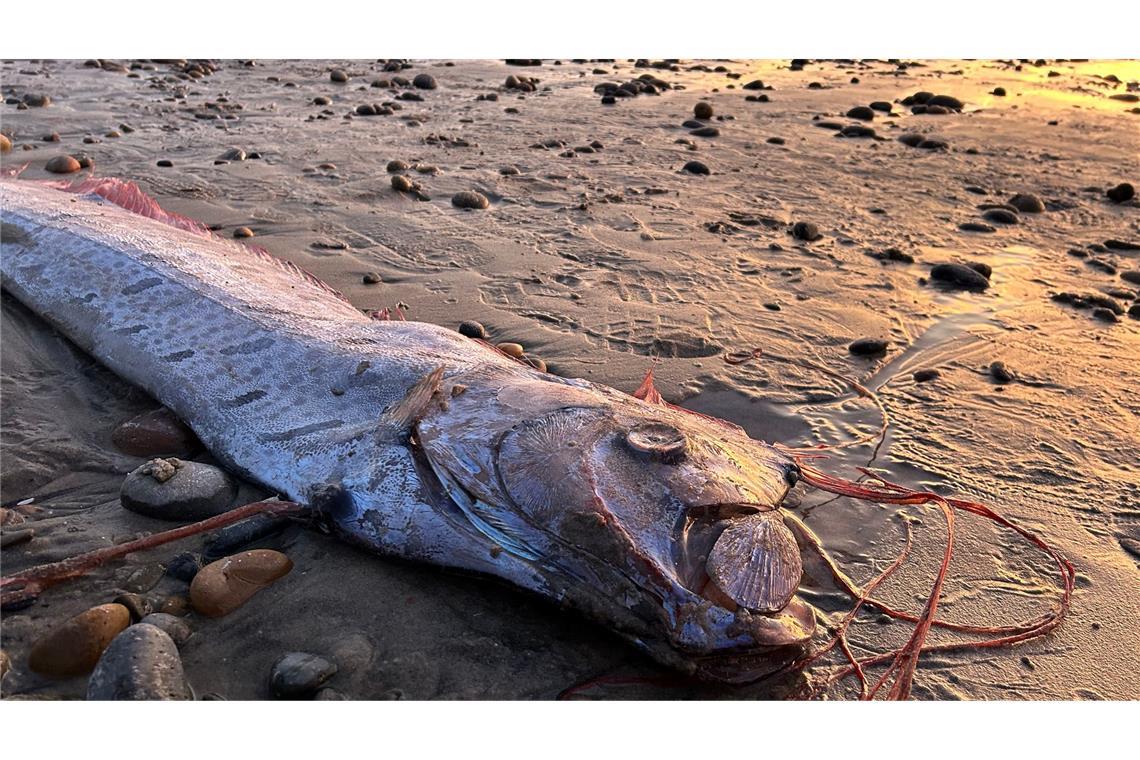 Von wegen Weltuntergang - Forschende begeistert über Fische Fotos der selten angespülten Tiere machen im Internet häufig schnell die Runde.