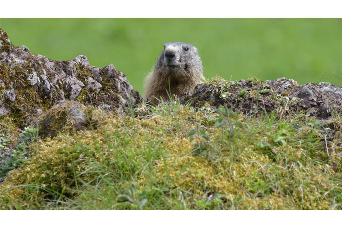 Fotos von Tieren und Pflanzen tragen auch zur Wertschätzung der Natur bei. (Archivbild)