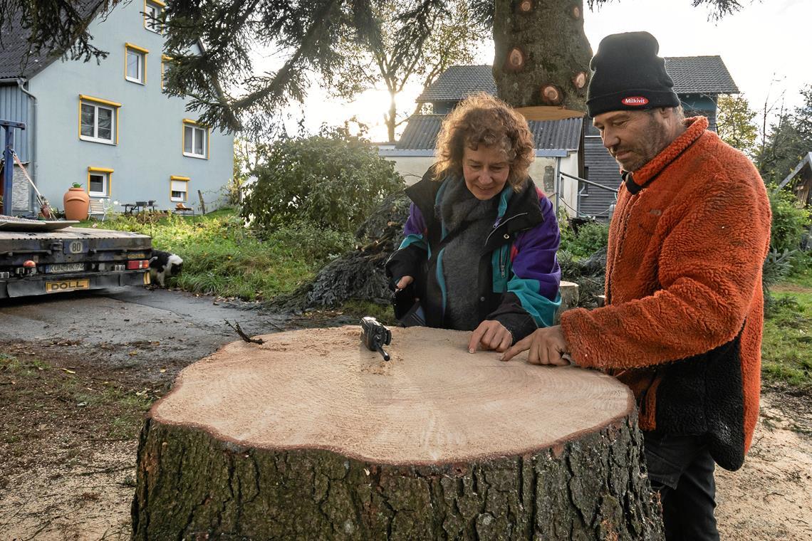 Ein Sulzbacher Baum macht Karriere in Stuttgart Frank und Ute Gruber schauen sich die Jahresringe der 60 Jahre alten Tanne an.