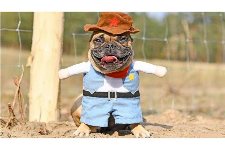Französische Bulldogge als Sheriff verkleidet: Das ist weder lustig noch  artgerecht, sondern einfach nur saublöd!