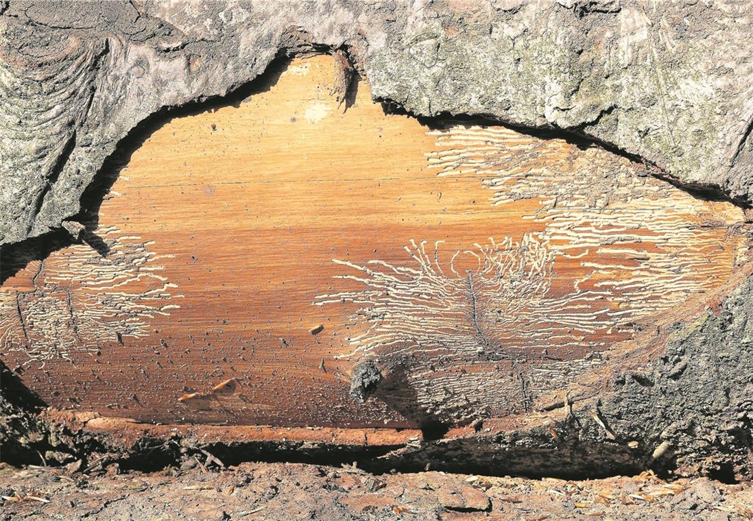 Die Lage im Wald ist dramatisch Fraßspuren des Krummzähnigen Weißtannenborkenkäfers. Fotos: J. Fiedler