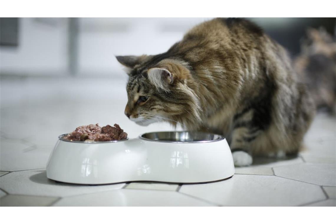 Fressnapf ruft Katzenfutter der Marke „MOMENTS“ zurück. (Symbolbild)