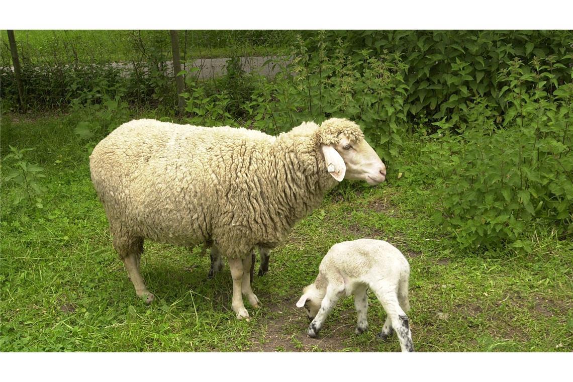 Frierende Schafe beim Schäfer Weiss in Leonberg.