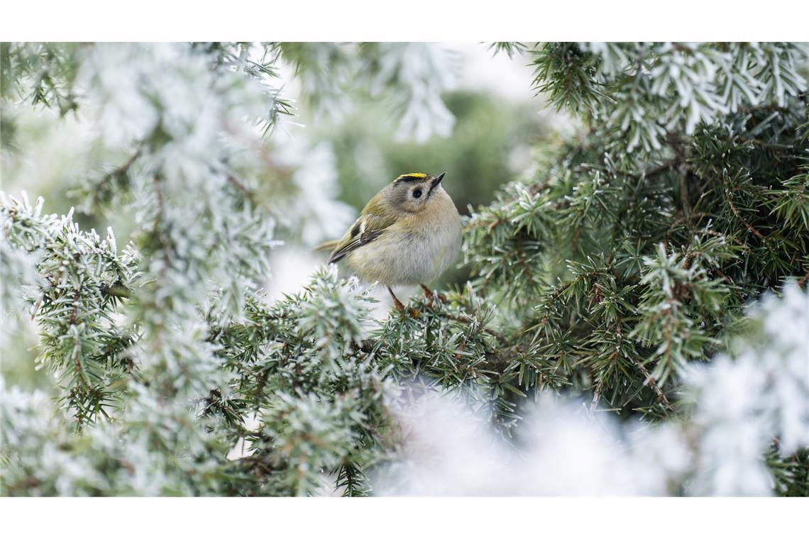 Frostig - aber wenig Aussicht auf Schnee.