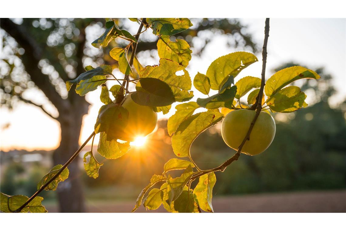 Fruchtiger Sonnenaufgang