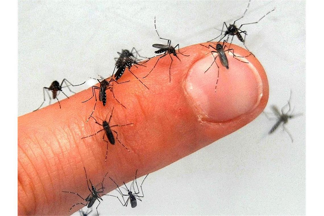 Beißer, Blutsauger und Stecher: Was zwickt denn da? Frühjahrzeit ist beginnende Insektenzeit.