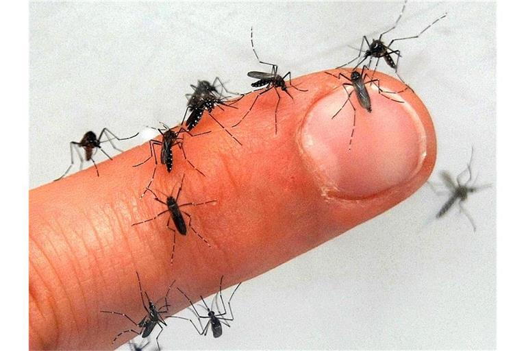 Frühjahrzeit ist beginnende Insektenzeit.