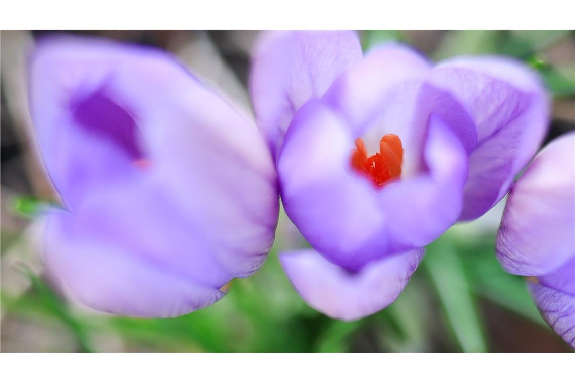 Bilder des Tages Frühling in Hamburg. Krokusse blühen in einem Hamburger Park.