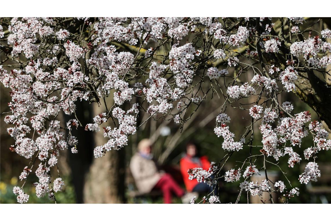 Bilder des Tages Frühlingsblüten: Menschen sitzen bei Sonnenschein hinter einer blühenden Kirsche in Köln auf einer Bank.
