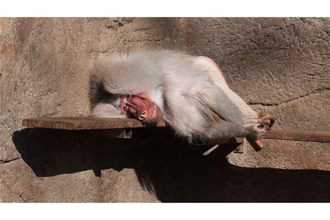 Bilder des Tages Frühlingserwachen - oder nicht? Ein Pavian liegt auf einer Bank in seinem Gehege im Tierpark Hagenbeck in Hamburg ganz entspannt in der Sonne.