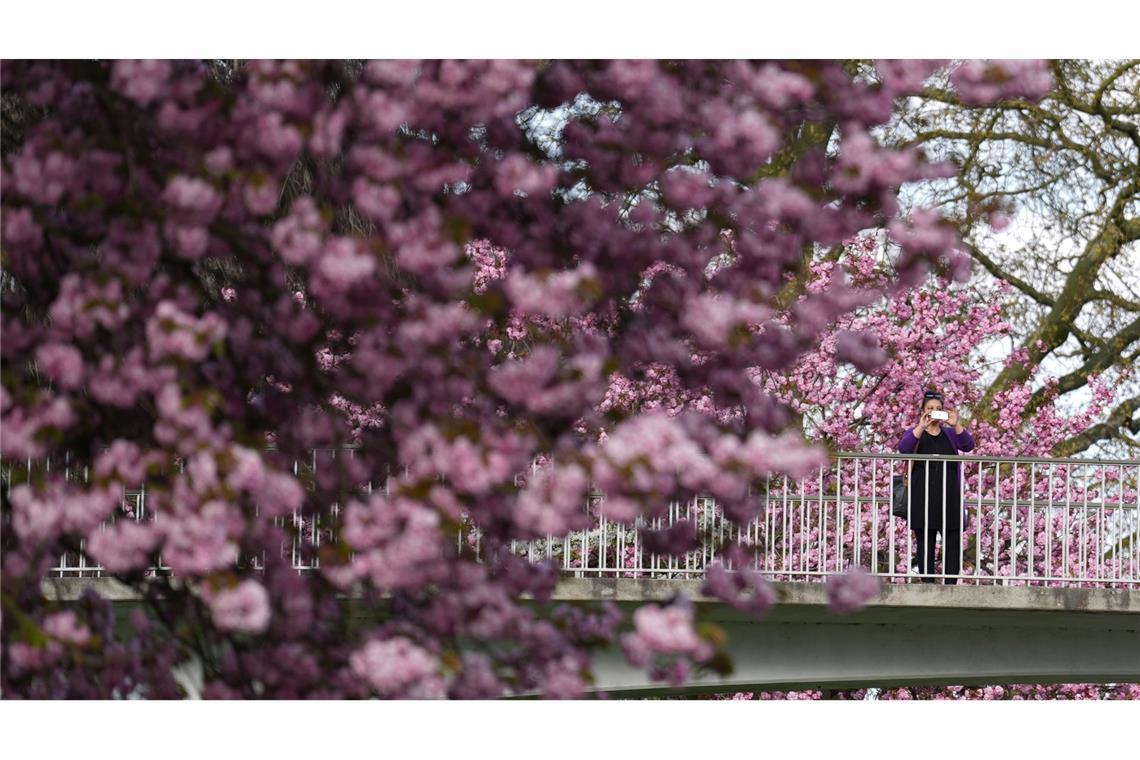 Bilder des Tages Frühlingstraum in Hamburg - Blick auf japanische Kirschblütenbäume.
