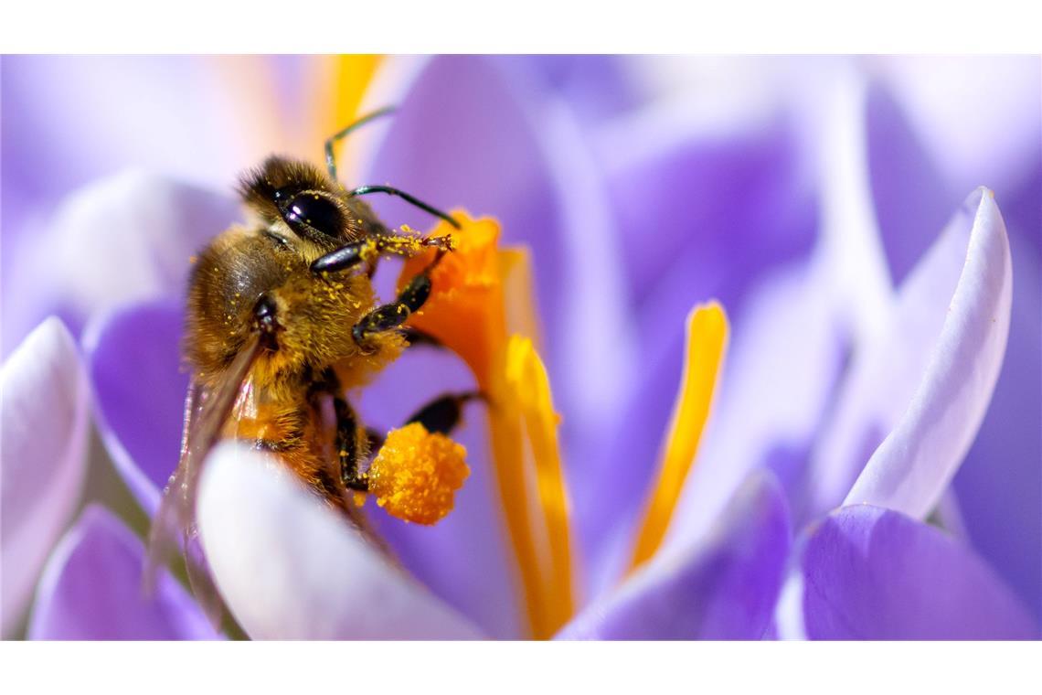 Bilder des Tages Frühlingswetter in Bayern - Eine Biene sammelt im botanischen Garten in einer Krokusblüte Pollen.