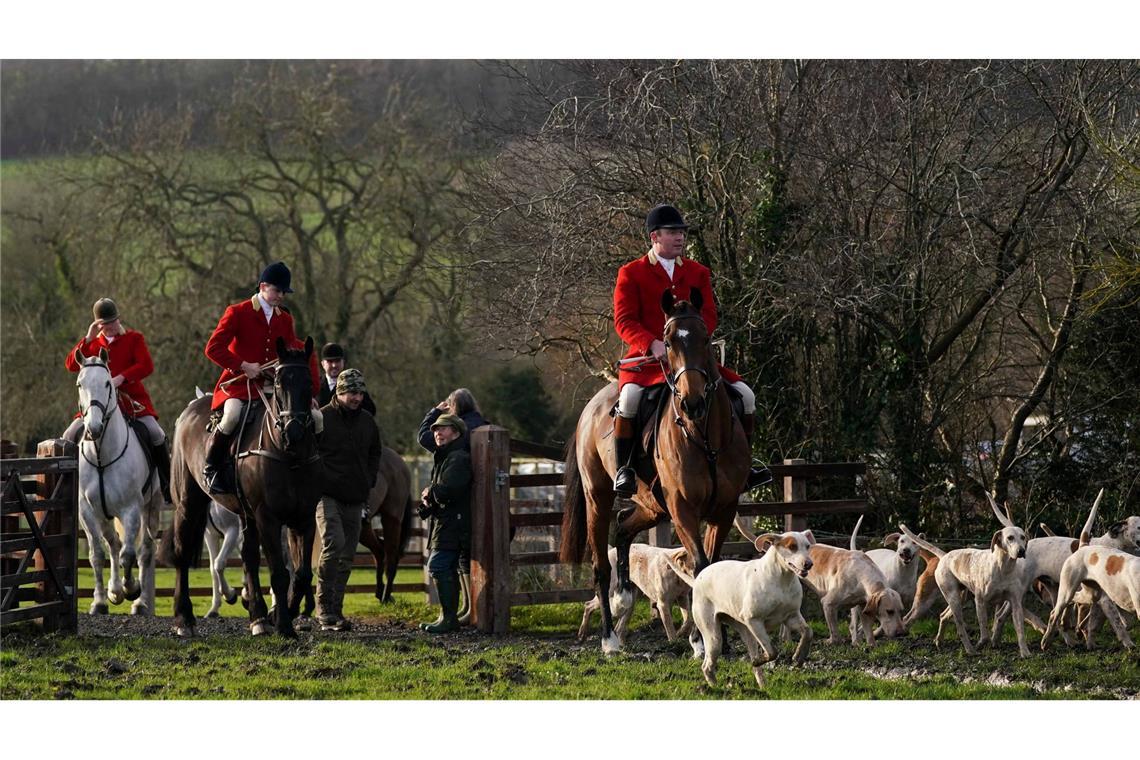 Tierschützer fordern schärferes Jagdverbot in England Fuchsjagd in England: Harmlose Tradition oder blutrünstiges Spektakel? (Archivbild)
