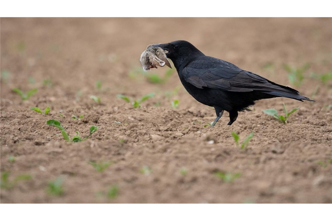 Füchse und Waschbären zählen zu den wichtigsten Fressfeinden der Mümmler. Auf diesem Foto hatte ein Langohr gegen eine Krähe das Nachsehen. (Symbolbild)