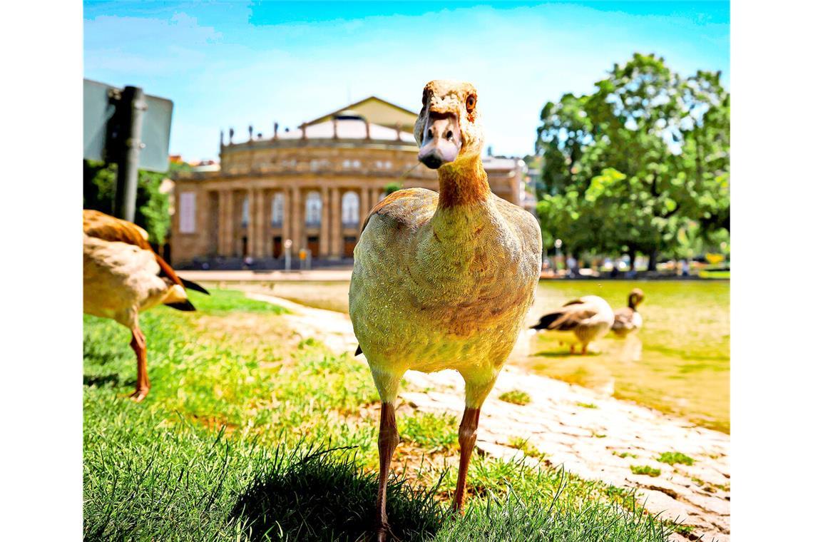 Fühlen sich im Schlossgarten seit Jahren heimisch: Nilgänse.