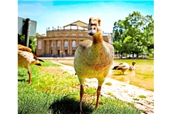 Fühlen sich im Schlossgarten seit Jahren heimisch: Nilgänse.