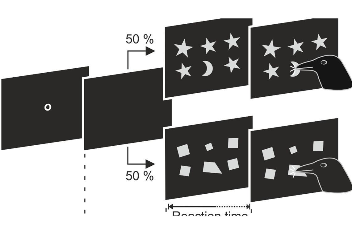 Das ist kein Quadrat! - Krähen erkennen geometrische Formen Fünf Quadrate und dazwischen ein Trapez. Viele Krähen im Versuch konnten den Unterschied erkennen.
