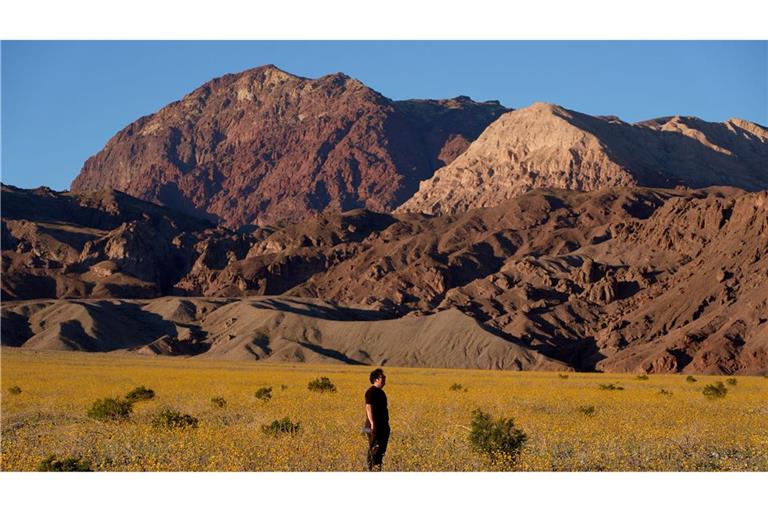 Für Auge und Nase eine Wohltat: Das sonst so trockene und heiße Death Valley im Westen der USA schimmert derzeit in den Farben verschiedener Wildblüten.