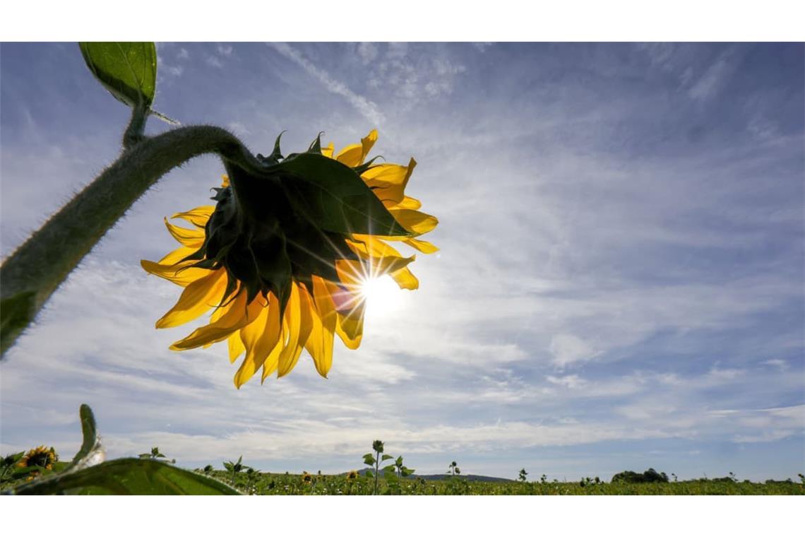 Für Baden-Württemberg kündigt der Deutsche Wetterdienst (DWD) freundliche Tage an (Symbolfoto).