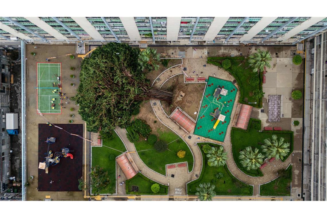 Für Bäume einfach umwerfend: Taifun "Ragasa" hat in Hongkong in einer Wohnsiedlung gewütet und ein Baum ist umgestürzt.