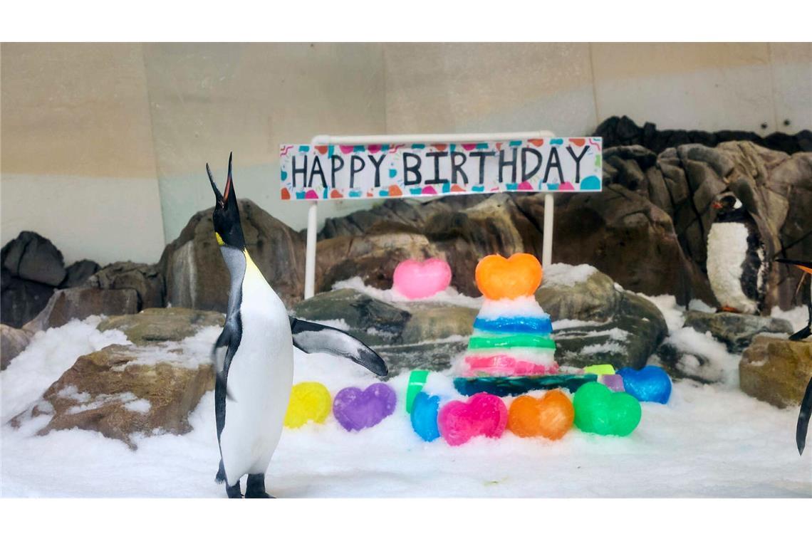 Ein Pinguin als Weltstar: Pesto feiert ersten Geburtstag Für "Birthday Boy" Pesto hagelte es Geschenke - inklusive Gelee-Torte.