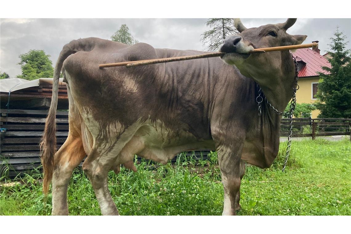 Für das Forschungsteam ist es der erste wissenschaftliche Nachweis einer solchen Art von Werkzeugnutzung.