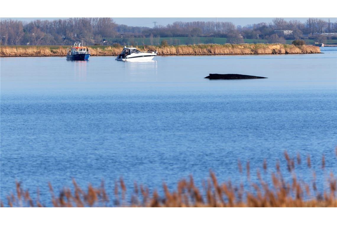 Für den Buckelwal in der Wismarer Bucht sind die Überlebenschancen sehr gering. (Archivbild)