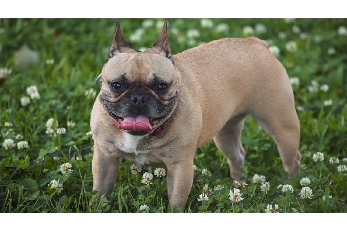 Mit Maden übersäte Bulldogge in Plastiktüten ausgesetzt – Hund stirbt Für den Bulldogge kam jede Hilfe zu spät (Symbolbild).