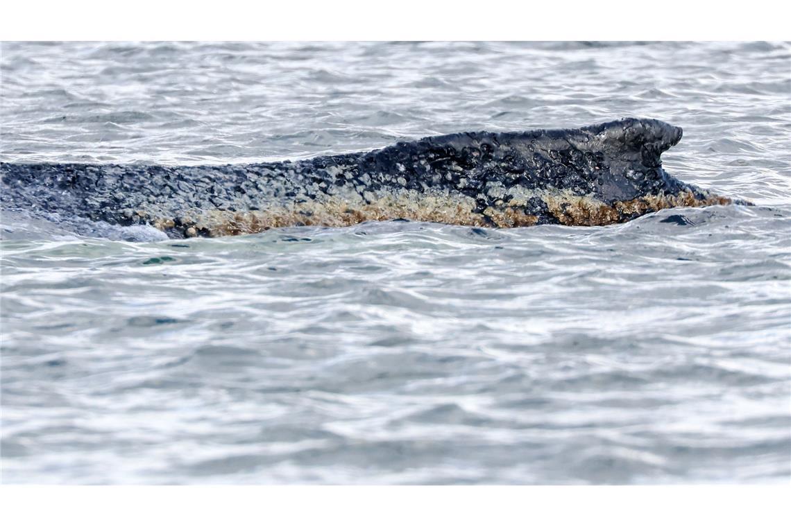 Gestrandeter Buckelwal hat Wasser in der Lunge