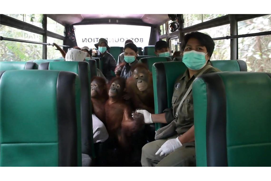 Orang-Utans im Bus: Waldschule auf Borneo zieht um Für die meisten Waldschüler war der Umzug sehr aufregend.