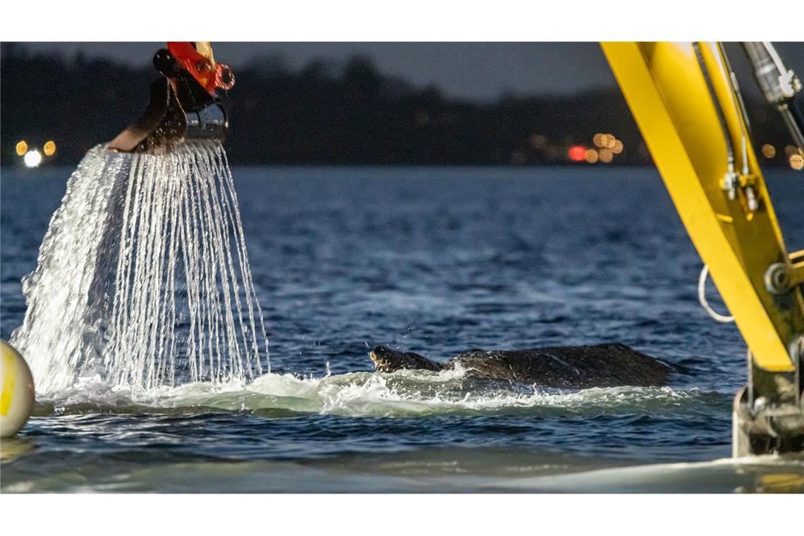 Für die Rettung des Wals war eine Rinne ausgehoben worden.