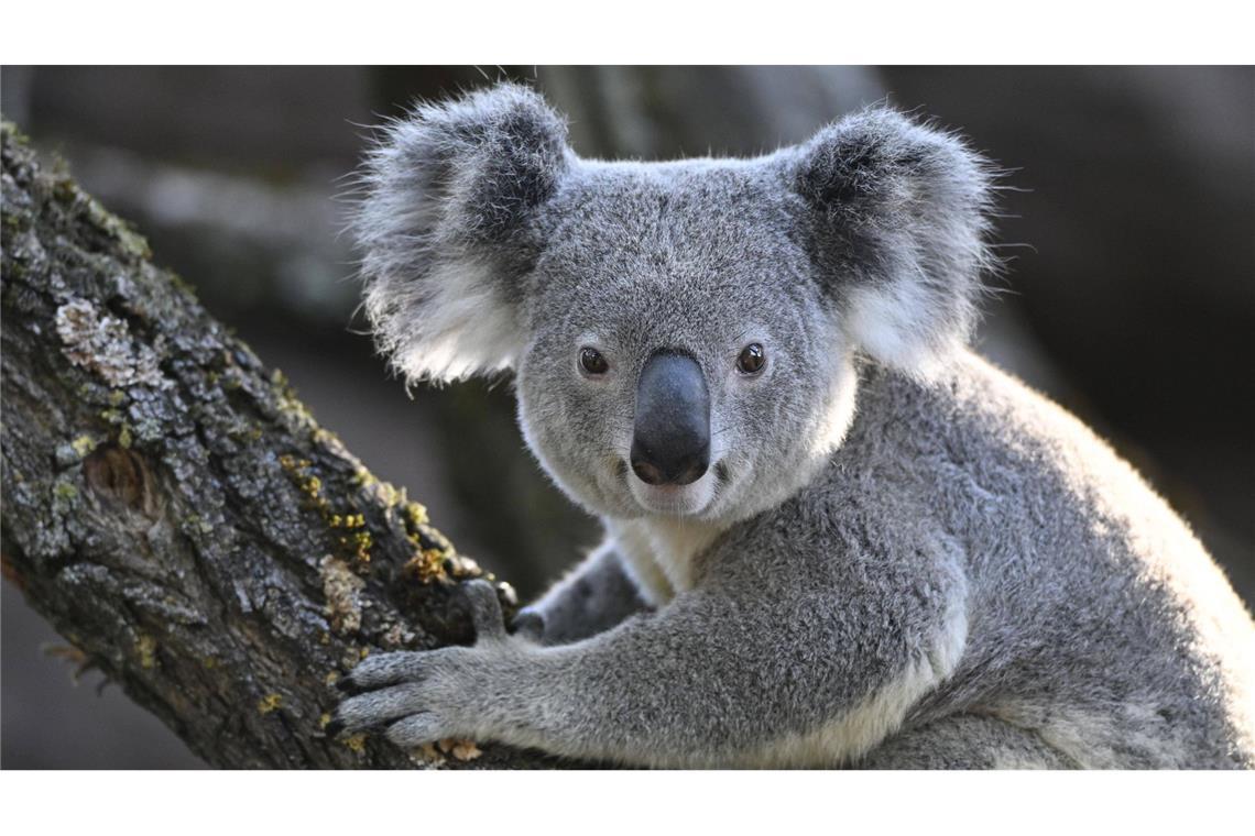 Warum Australien 700 Koalas aus der Luft abgeschossen hat Für eine Tierschutzpartei sind die Abschüsse eine „nationale Schande“. (Symbolbild)