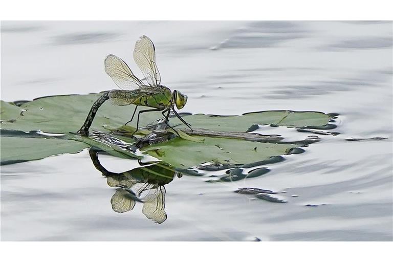 Für Insekten sind Pyrethroide, die unter anderem in Pflanzenschutzmitteln stecken, besonders gefährlich. (Archivbild)